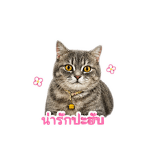 NettyAP_20260430235628
