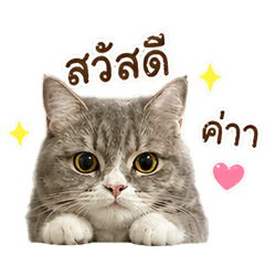Mone Cat @ PP