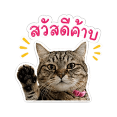 poupae_20260501000401
