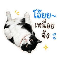 Aimi Neko