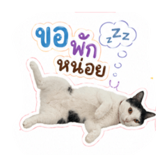 3 meow grains_20260501002157