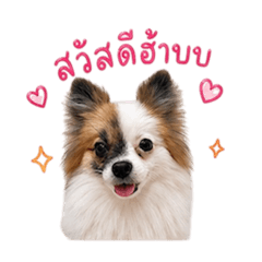 chugahaff