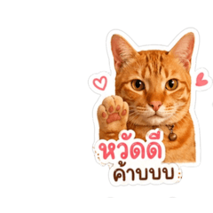 CATTDSWKR