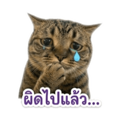 Numnim_20260501013311