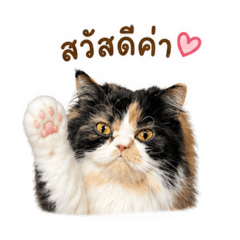 Naannanna_20260501014438