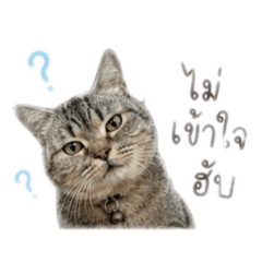 Cat_20260501014701