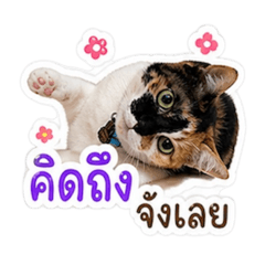 A_20260501015959