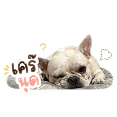 Momo mydog