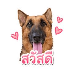 Zusan world - German Shepherd