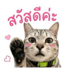 Paopao Meow Mung Ming