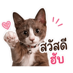 Money Monkeycat