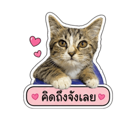 Natty family 4_20260501043457