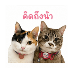 Viviewhappy_20260501052753