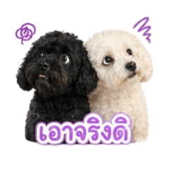 Ying_20260501062112