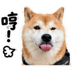 Niu-niu柴日常