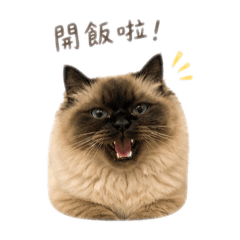 傲嬌阿皮的日常- cute cat daily
