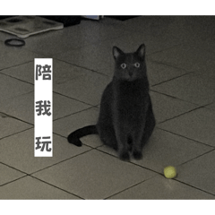 YUN宅三貓不想上班