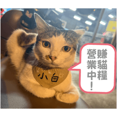 777釣蝦場貓貓