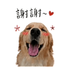 黃金獵犬-Daily