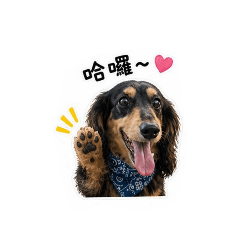 Handsome dog money