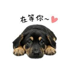 毛妹の日常