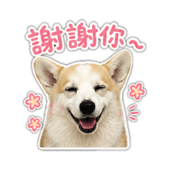 可愛柯基生活日常篇