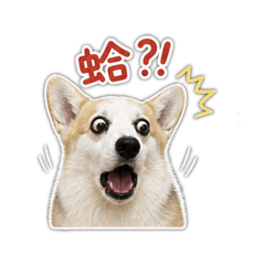 可愛柯基搞笑反應篇