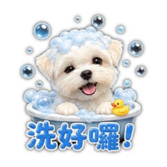 馬爾濟斯～阿噗2