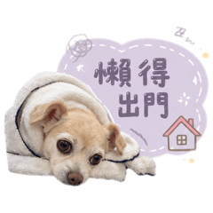 寵物4寶
