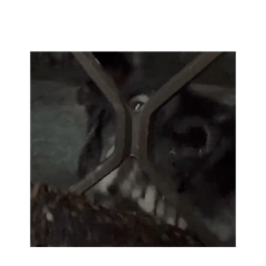 終於有貼圖的狗