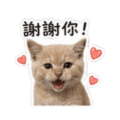 小辛巴の生活用語