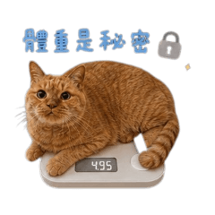 橘貓妹妹-財財