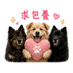 蓬安絨的小日常
