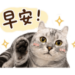 我家的三貓