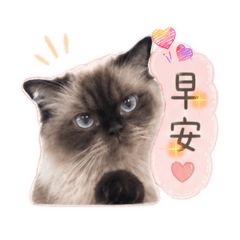 可樂貓日常❤️