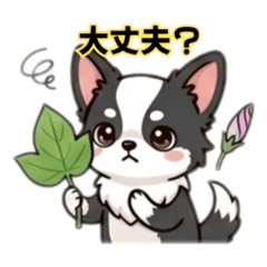 初夏に使える日常会話☆チワワのココ☆