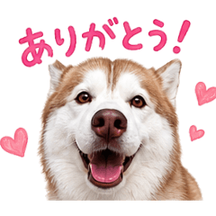 kinatsuba_20260602213454