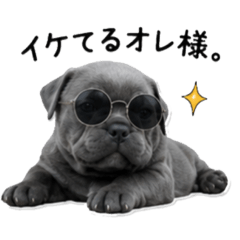 CHIPPO_20260602214540