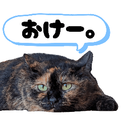 Wanchan-Nekochan