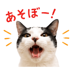 kinatsuba_20260602215546