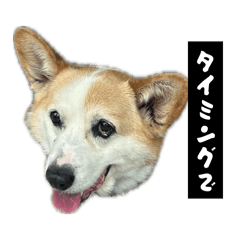 GRNSENJAKENAGASI_20260602221650
