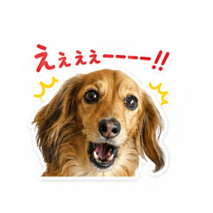 ikko_20260603065340
