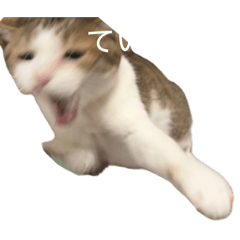 YM_20260603201533