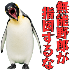 Furious Emperor Penguin