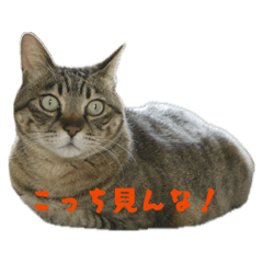 Kotaro and Tetsu_20260602185147