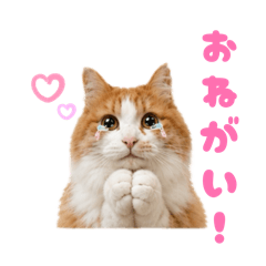 kiki_20260603000450