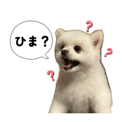 Yukimaru The Pomeranian