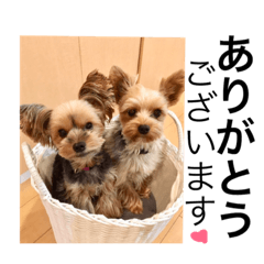 (Yorkshire Terrier)two dogs