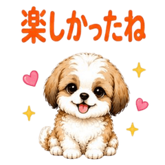 Animal Series 4: My Beloved Shih Tzu
