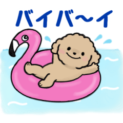 a lively toy poodle in summer